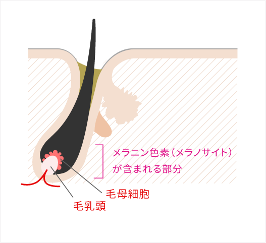 毛根部図解